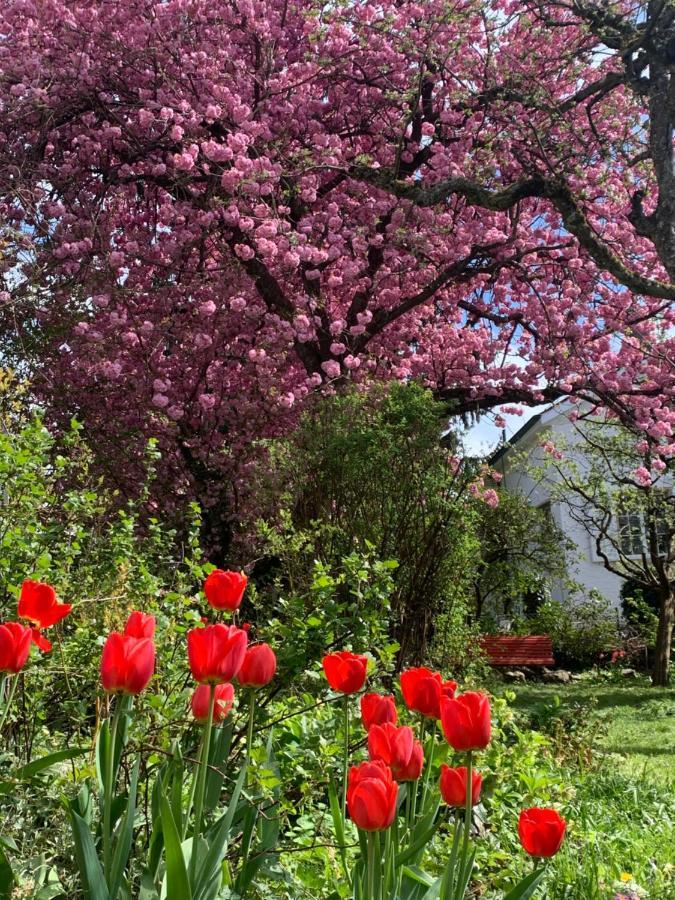 Au Jardin Bed and Breakfast Zuchwil Exterior foto